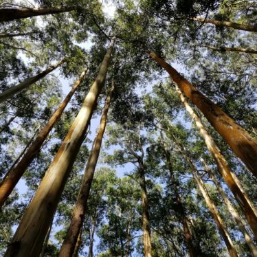 CO2 eleve croissance arbres