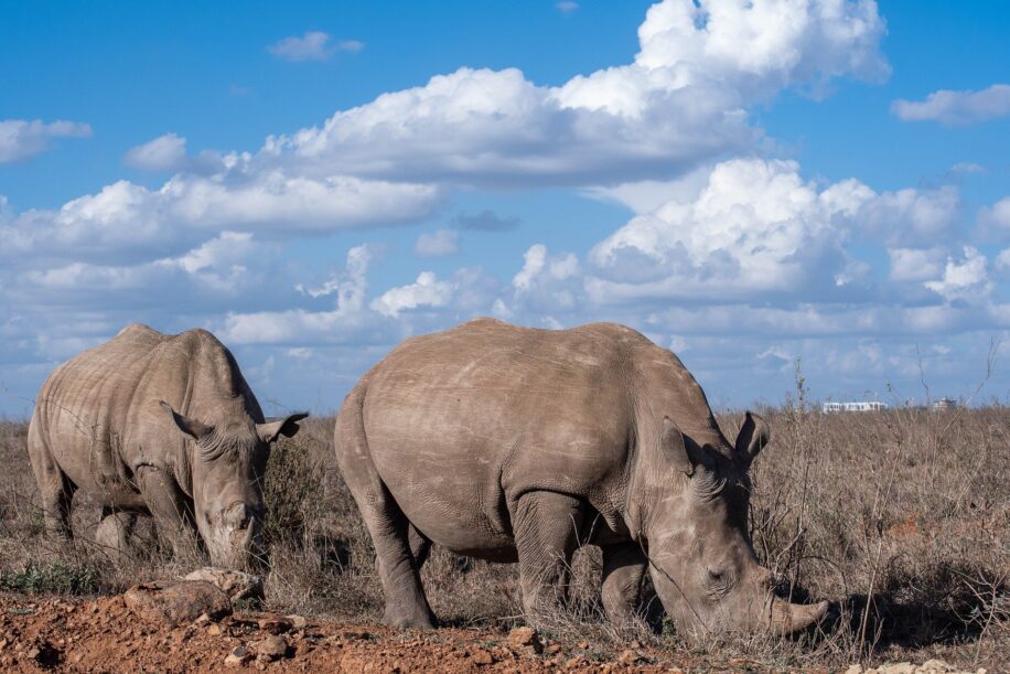 Des rhinocéros aux cornes radioactifs pour lutter contre le braconnage en Afrique du Sud