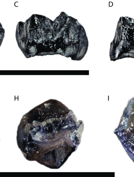 nouvelle espece grand singe couv