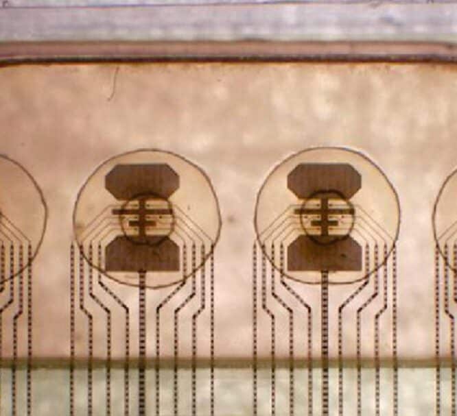 une start up suisse crée un bioordinateur composé de 16 mini cerveaux humains à faible consommation d énergie couv