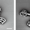 Des chercheurs ont concu des véhicules microscopiques propulsés par des algues unicellulaires