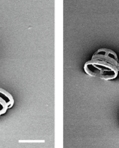 Des chercheurs ont concu des véhicules microscopiques propulsés par des algues unicellulaires