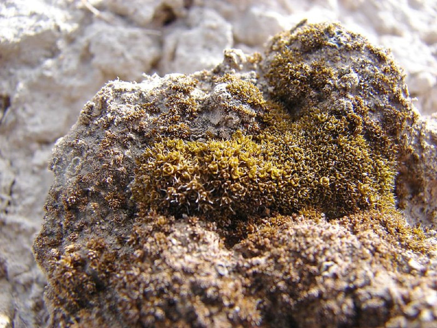 Des scientifiques découvrent de la mousse du désert avec un potentiel de croissance sur Mars