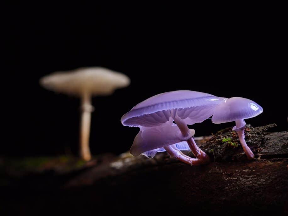 La psilocybine réinitialise les réseaux neuronaux selon une nouvelle étude