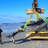 la baleine la plus rare du monde