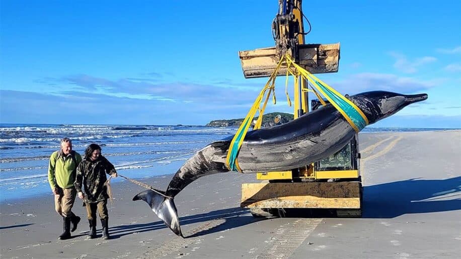 baleine plus rare monde couv