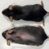 desactivation proteine inflammatoire augmente duree vie sante souris couv