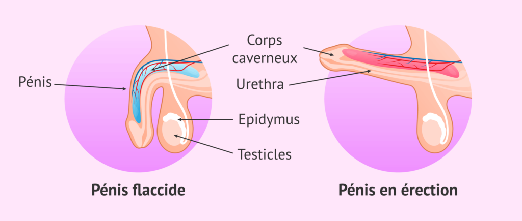 erection mecanismes