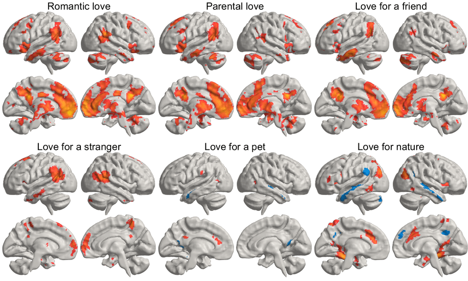 Brain areas of love Credit Rinne et al 2024