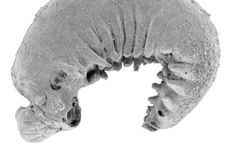 Un fossile de larve de 520 millions d années exceptionnellement bien conservé découvert