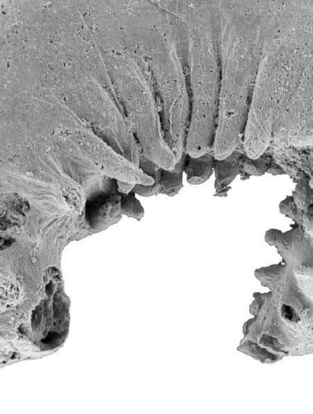 Un fossile de larve de 520 millions d années exceptionnellement bien conservé découvert