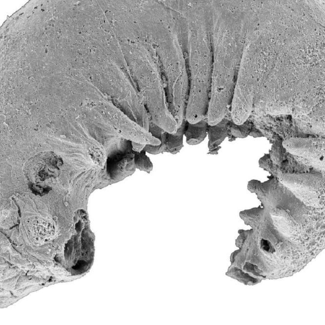 Un fossile de larve de 520 millions d années exceptionnellement bien conservé découvert