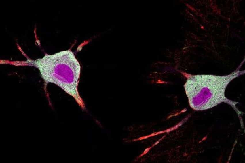 Un outil basé sur des protéines permet d’observer l’effet des psychédéliques sur les neurones selon une étude