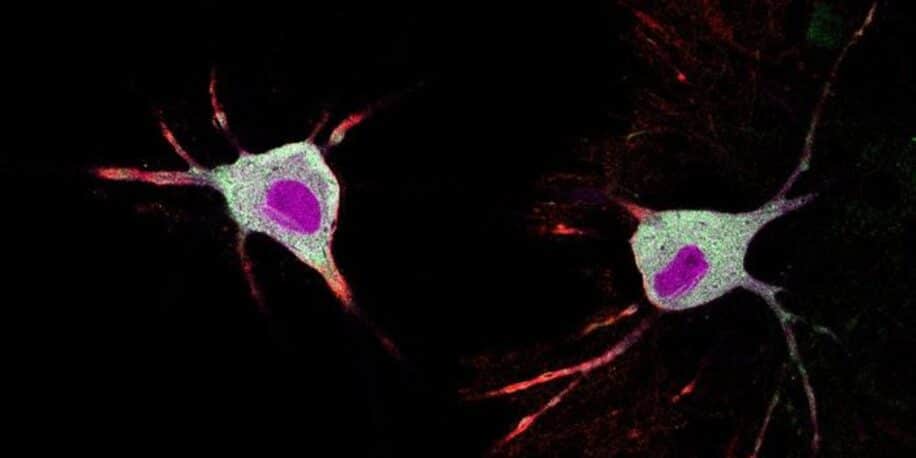 Un outil basé sur des protéines permet d’observer l’effet des psychédéliques sur les neurones selon une étude