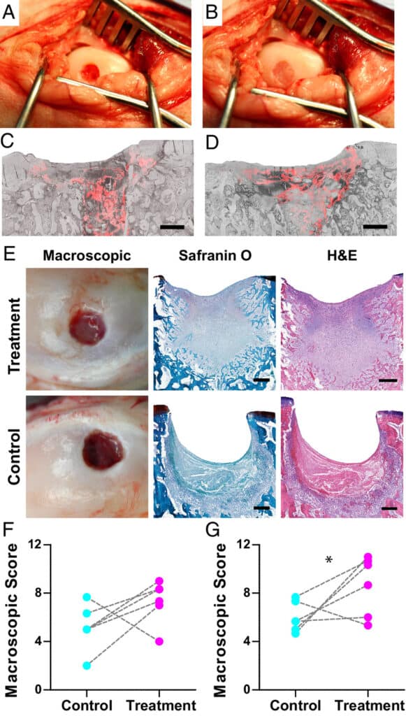 cartilage traite regenere