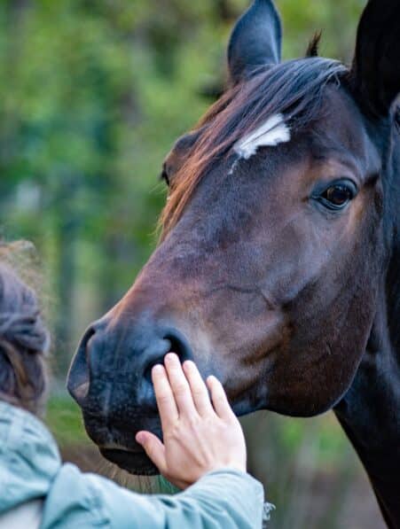 chevaux planifier strategie