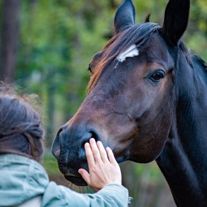 chevaux planifier strategie