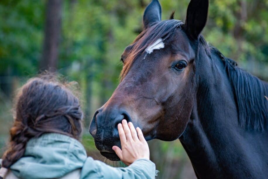 chevaux planifier strategie