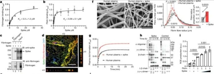 fibrine caillot