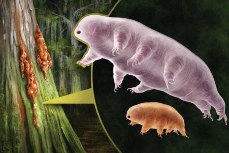 fossiles tardigrades indestructibles