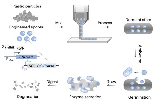 plastique contenant des spores bactériennes