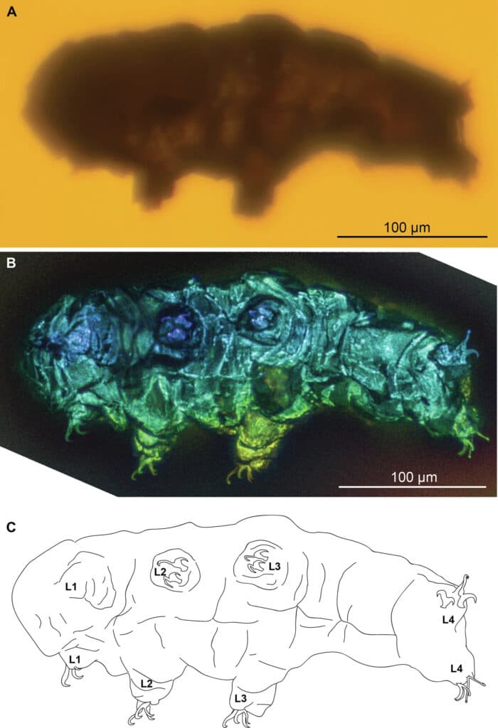 tardigrade fossile