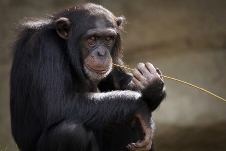 videos chimpanzes mots