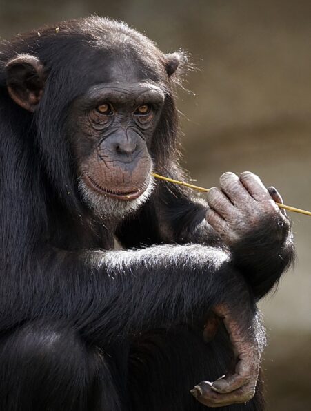 videos chimpanzes mots