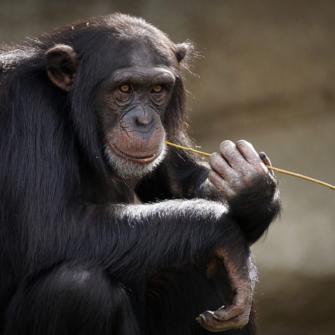 videos chimpanzes mots