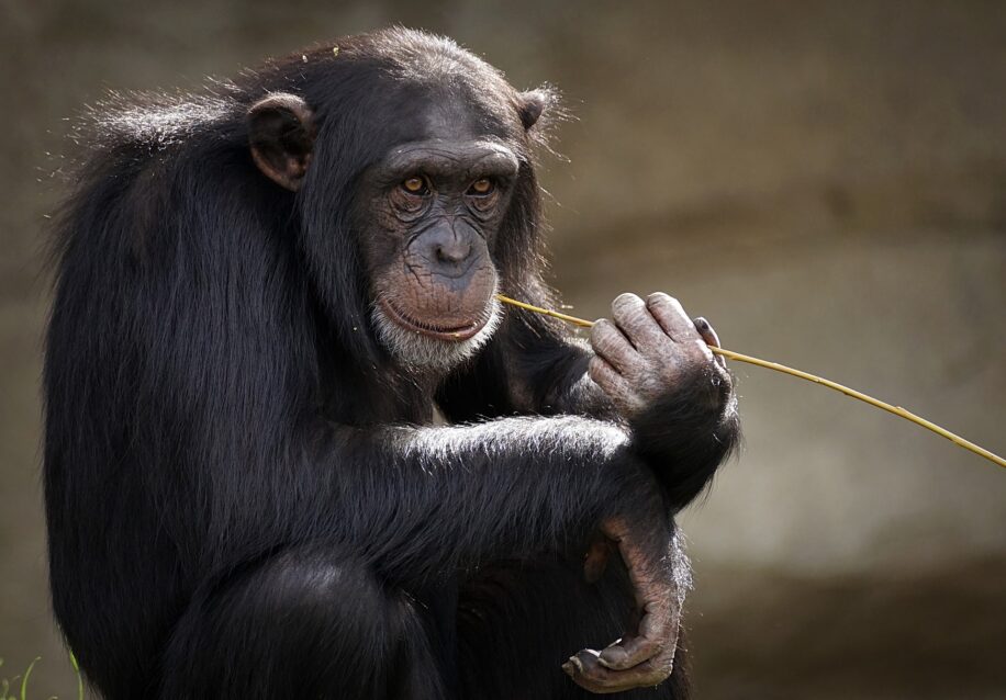 videos chimpanzes mots