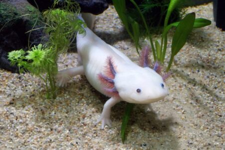 horloge épigénétique de l axolotl est capable de se mettre en pause offrant un aperçu de sa sénescence négligeable