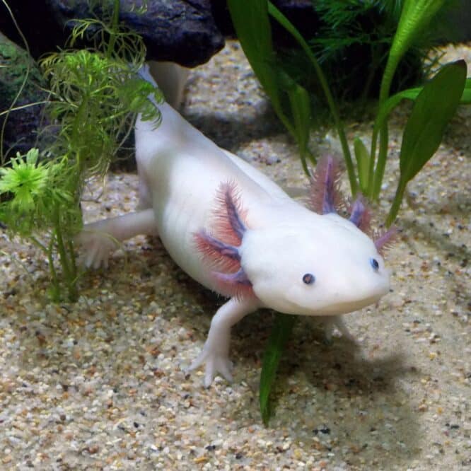 horloge épigénétique de l axolotl est capable de se mettre en pause offrant un aperçu de sa sénescence négligeable