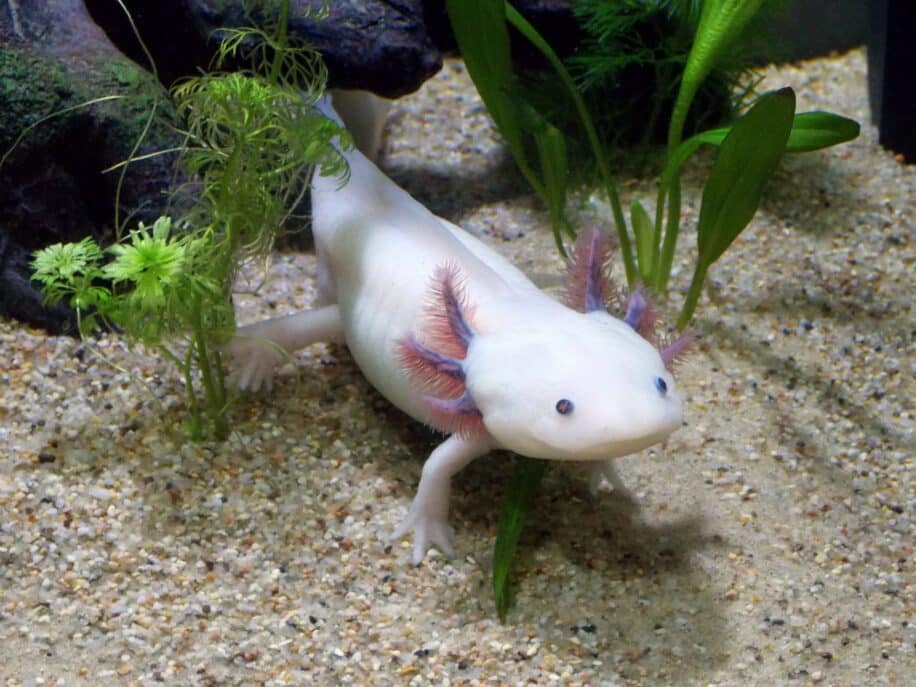 horloge épigénétique de l axolotl est capable de se mettre en pause offrant un aperçu de sa sénescence négligeable