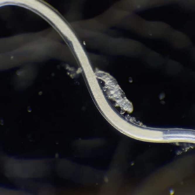 La vidéo incroyable d un bébé tardigrade chevauchant un nématode parmi les gagnants au concours Nikon Small World in Motion