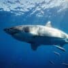 grand requin devore autre gros