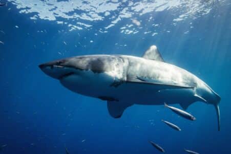 grand requin devore autre gros