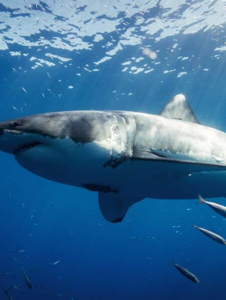 grand requin devore autre gros