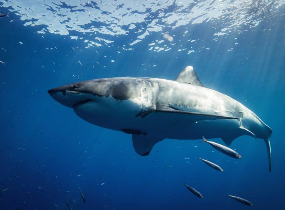 grand requin devore autre gros