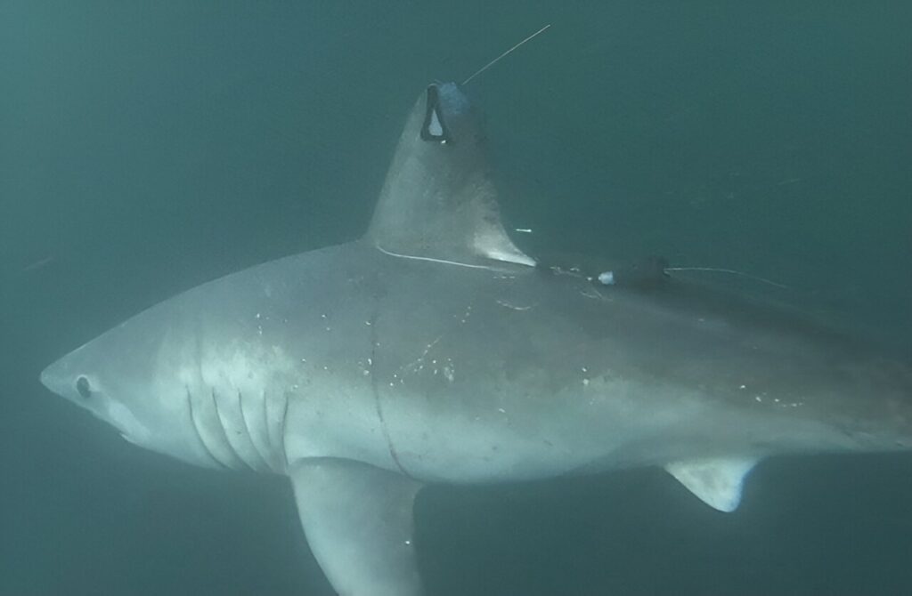 requin taupe commun femelle