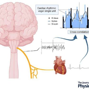 Des chercheurs ont isolé des neurones du nerf vague régulant la fonction cardiaque