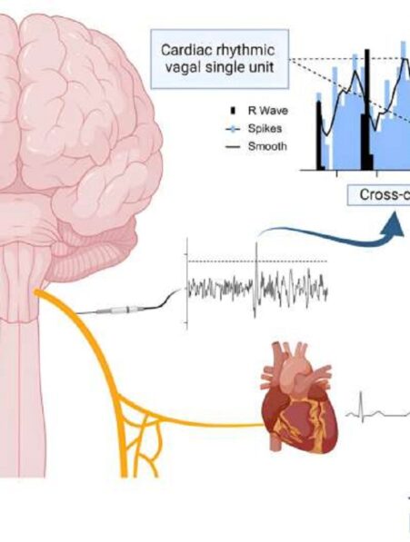 Des chercheurs ont isolé des neurones du nerf vague régulant la fonction cardiaque