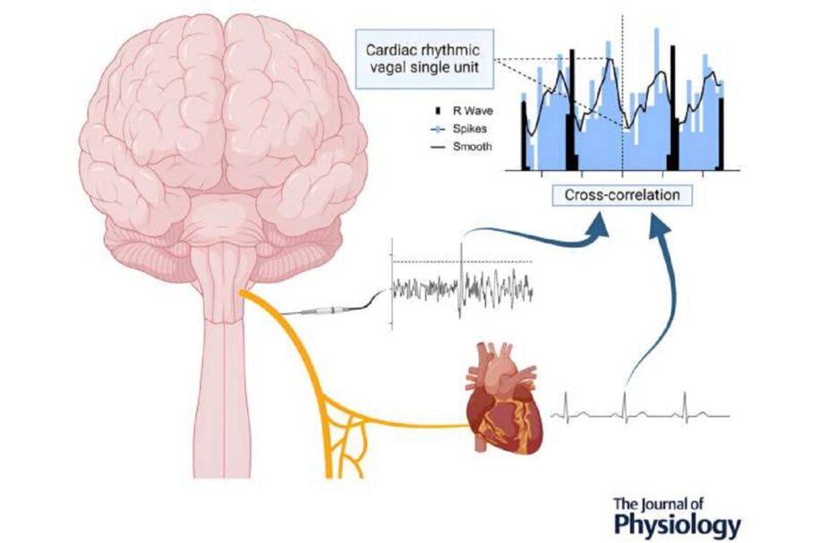 Des chercheurs ont isolé des neurones du nerf vague régulant la fonction cardiaque