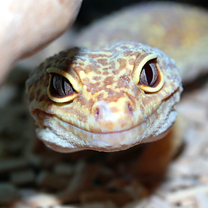 Les geckos ont un sixième sens qui améliore leur compréhension de leur environnement suggère une étude