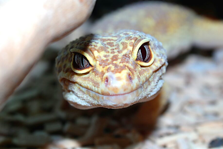 Les geckos ont un sixième sens qui améliore leur compréhension de leur environnement suggère une étude