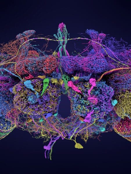 Première cartographie complète du cerveau de la drosophile un pas vers la compréhension du cerveau humain