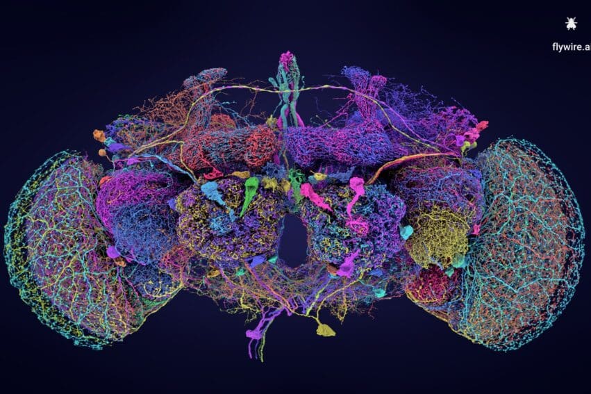 Première cartographie complète du cerveau de la drosophile un pas vers la compréhension du cerveau humain