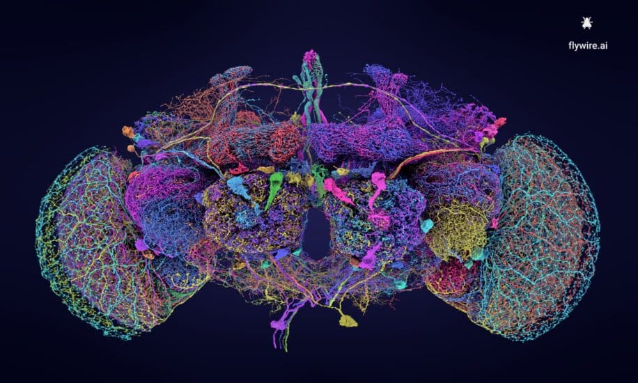 Première cartographie complète du cerveau de la drosophile un pas vers la compréhension du cerveau humain