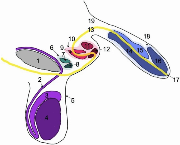 Triphallie