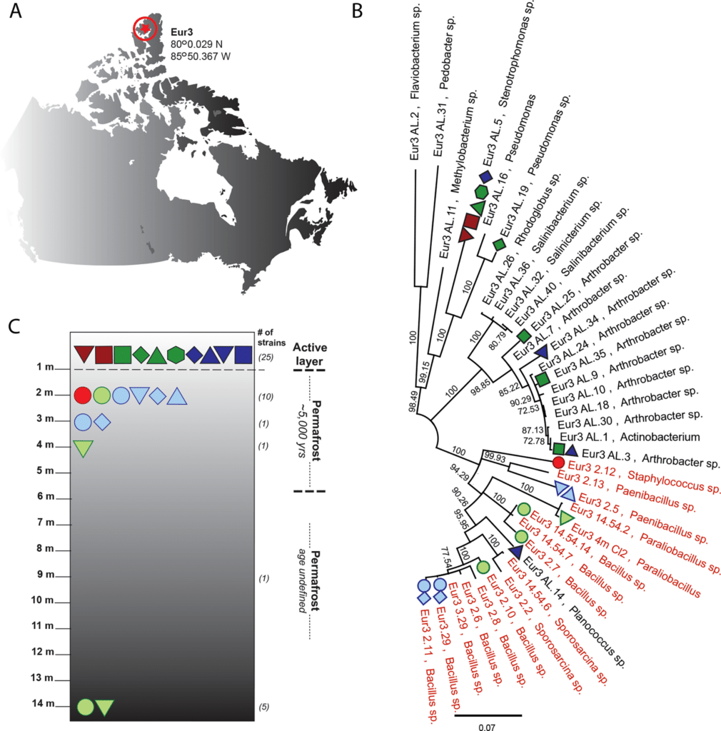 antibioresistance bacteries