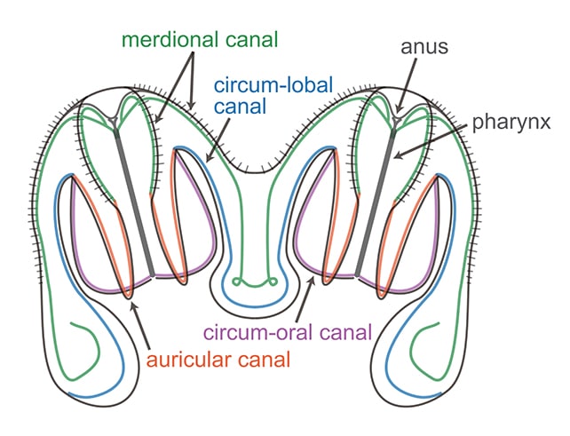 cnetophore fusion